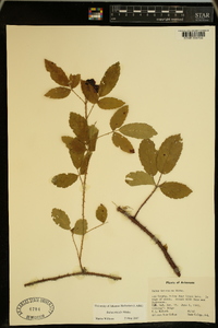 Rubus trivialis image