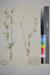 Ptilimnium capillaceum image