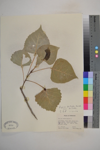 Populus deltoides var. deltoides image