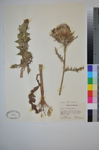 Cirsium horridulum image