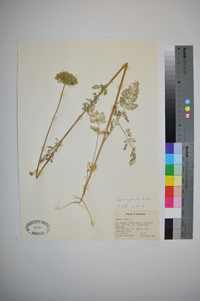 Daucus pusillus image