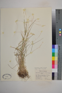 Muhlenbergia schreberi image