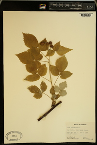 Rubus occidentalis image