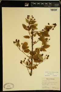 Rubus argutus image