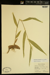 Dichanthelium polyanthes image