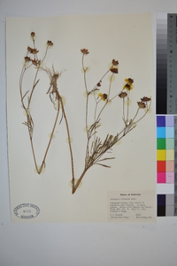 Coreopsis tinctoria image