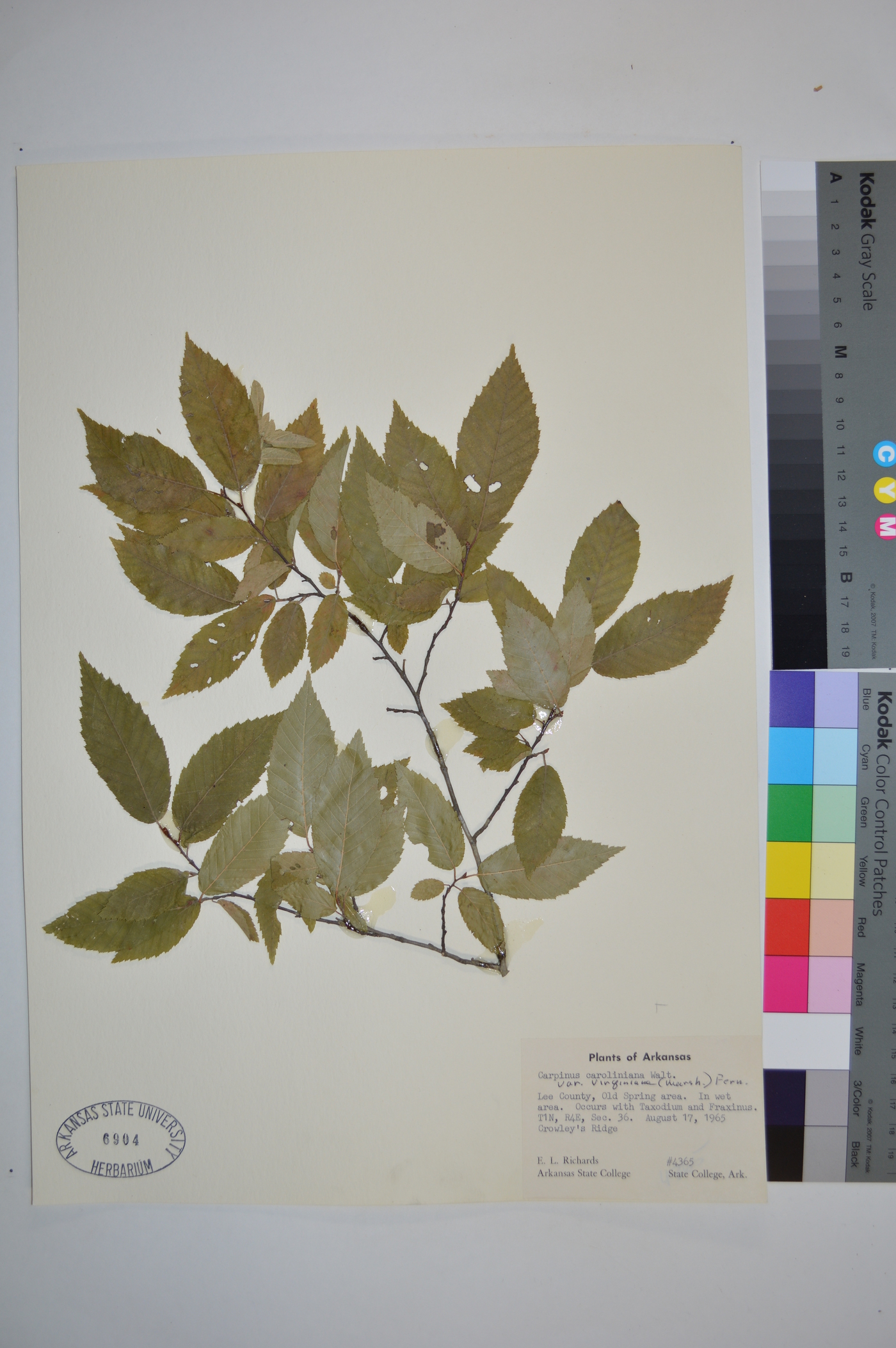 Carpinus caroliniana var. virginiana image
