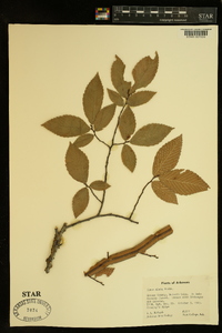 Ulmus alata image