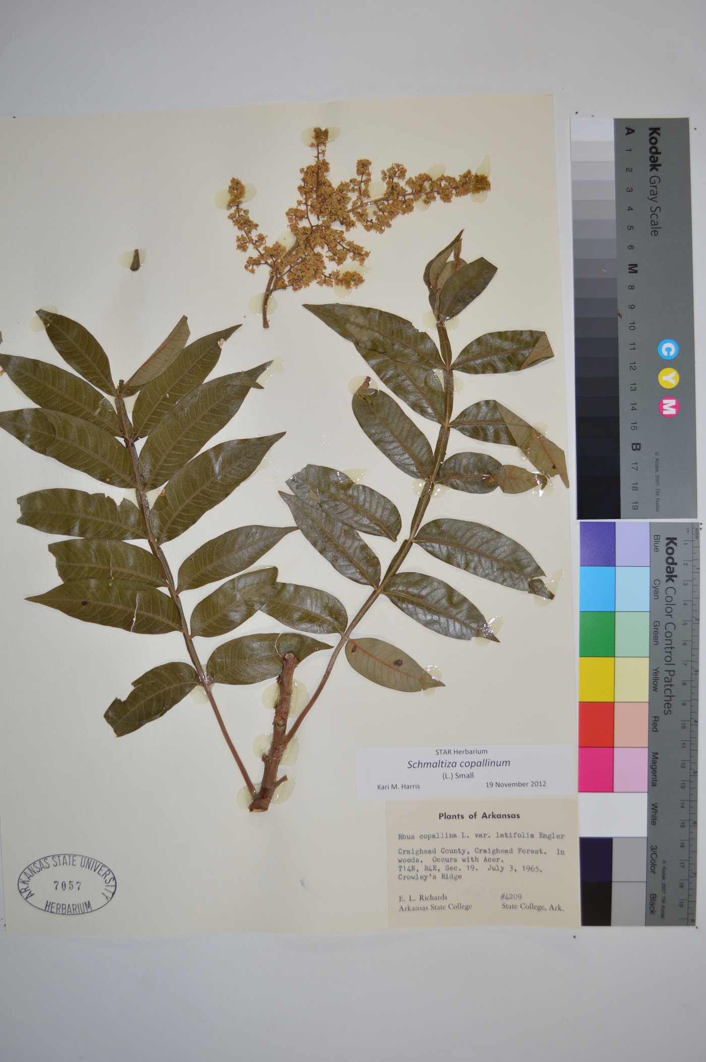Schmaltzia copallinum image