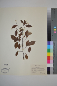 Vaccinium arboreum var. arboreum image