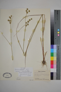 Juncus scirpoides image