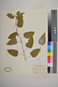 Smilax herbacea image