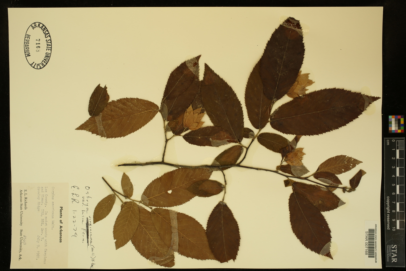 Ostrya virginiana var. lasia image