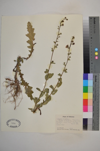 Verbascum blattaria image