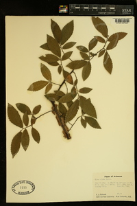 Ulmus alata image