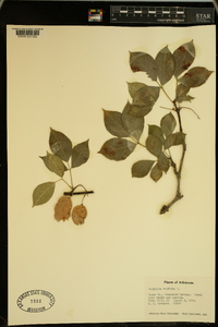 Staphylea trifolia image