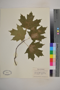 Acer saccharum f. saccharum image