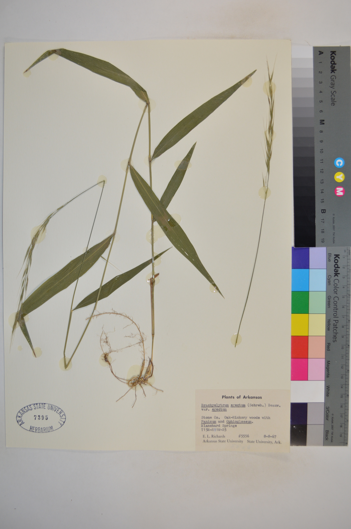 Brachyelytrum erectum var. erectum image