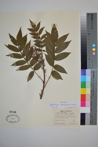 Schmaltzia copallinum image