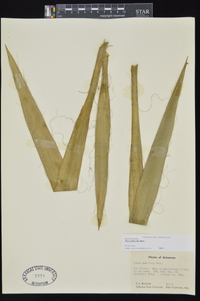 Yucca flaccida image