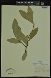 Sideroxylon lycioides image