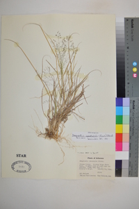 Eragrostis intermedia image