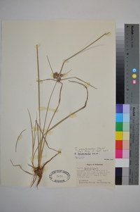 Cyperus pseudovegetus image