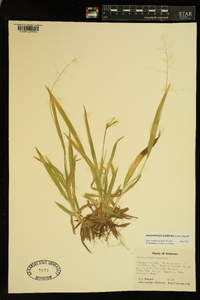 Dichanthelium laxiflorum image