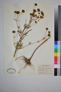 Bidens aristosa image