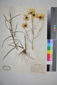 Helianthus angustifolius image