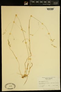 Poa saltuensis image