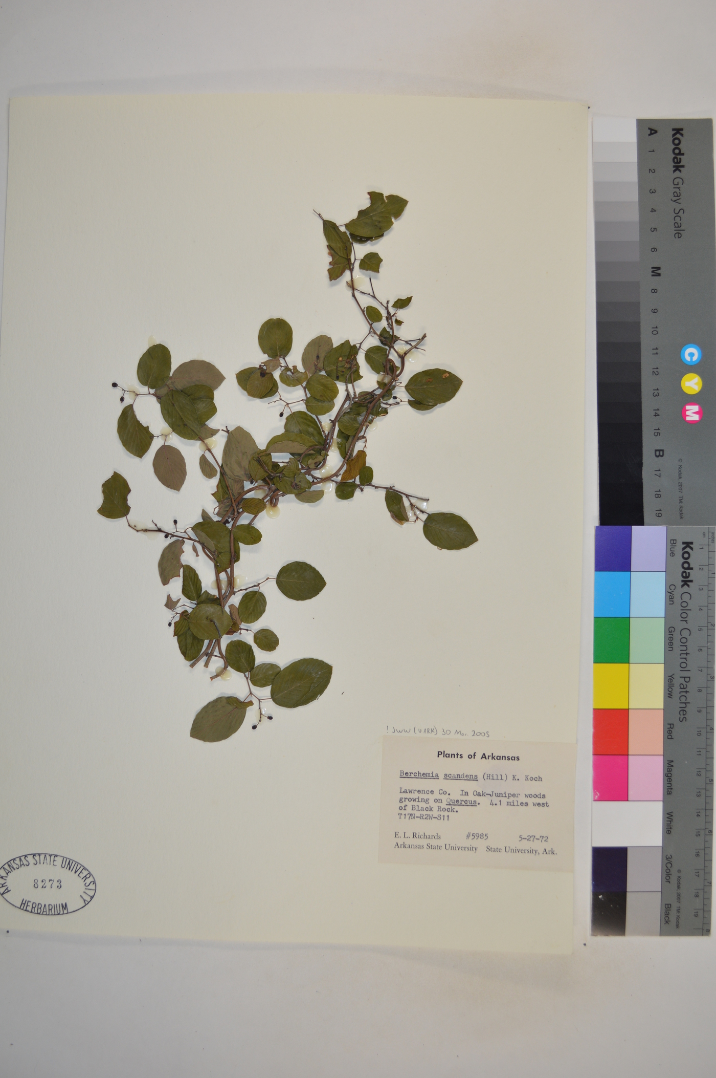 Berchemia scandens image