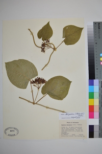 Matelea decipiens image