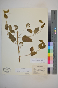 Smilax herbacea image