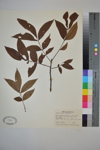 Carya texana image