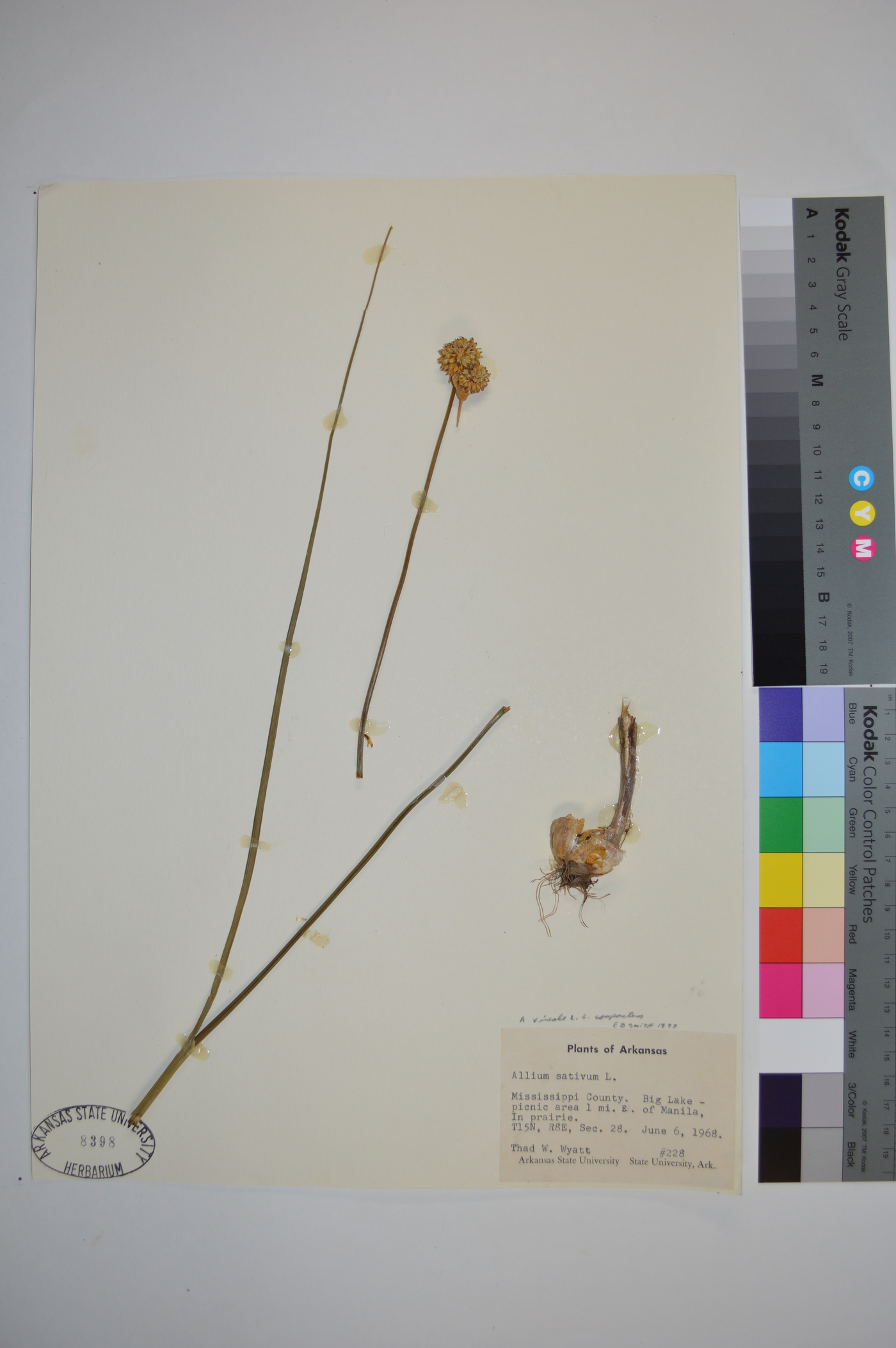 Allium vineale var. compactum image