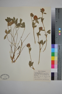 Trifolium pratense var. pratense image