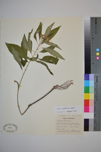 Asclepias perennis image