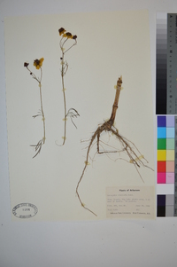 Coreopsis tinctoria image