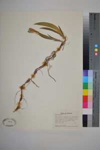 Iris cristata image