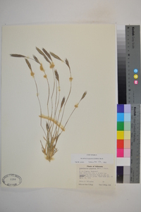 Arundinaria gigantea image