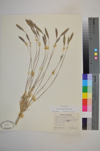 Arundinaria gigantea image