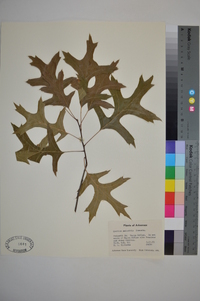 Quercus palustris image