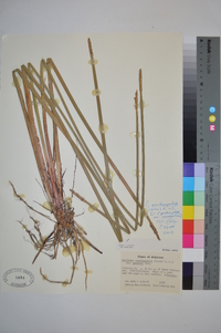 Eleocharis quadrangulata image