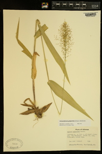 Dichanthelium polyanthes image