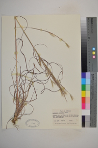 Andropogon ternarius image