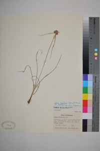 Cyperus lupulinus image