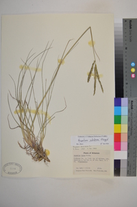 Paspalum notatum image