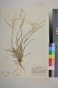 Eragrostis intermedia image