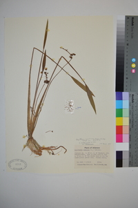 Sagittaria graminea subsp. graminea image